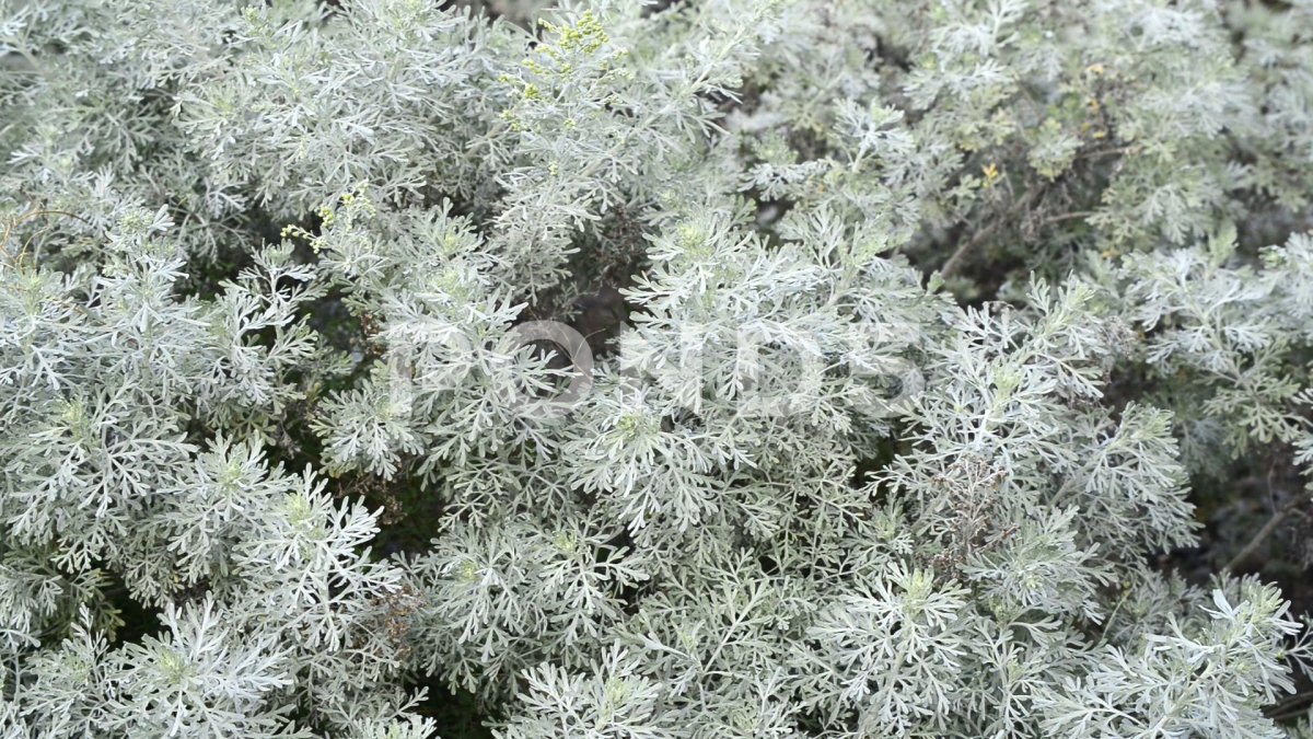 Artemisia thuscula