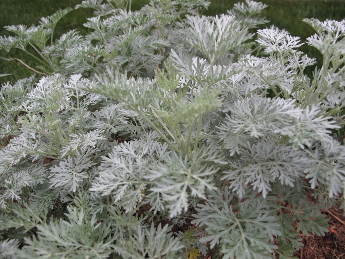 Полынь (Wormwood)