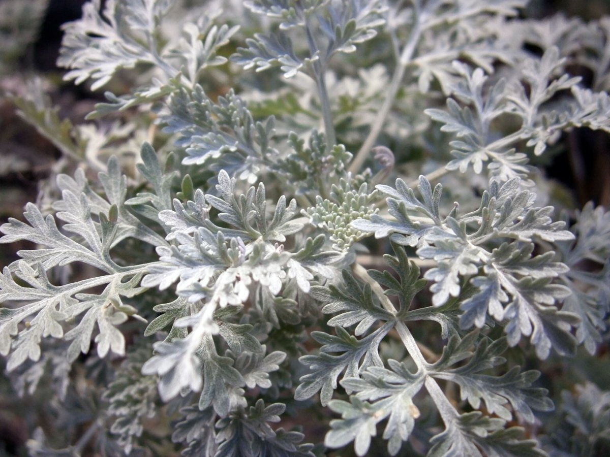 Полынь Стеллера Silver Brocade