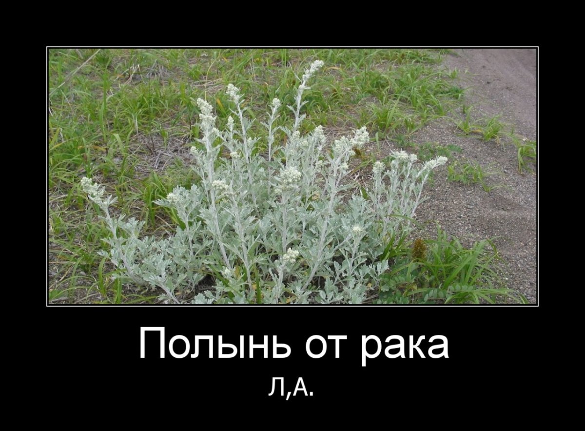 Полынь трава горькая от онкологии