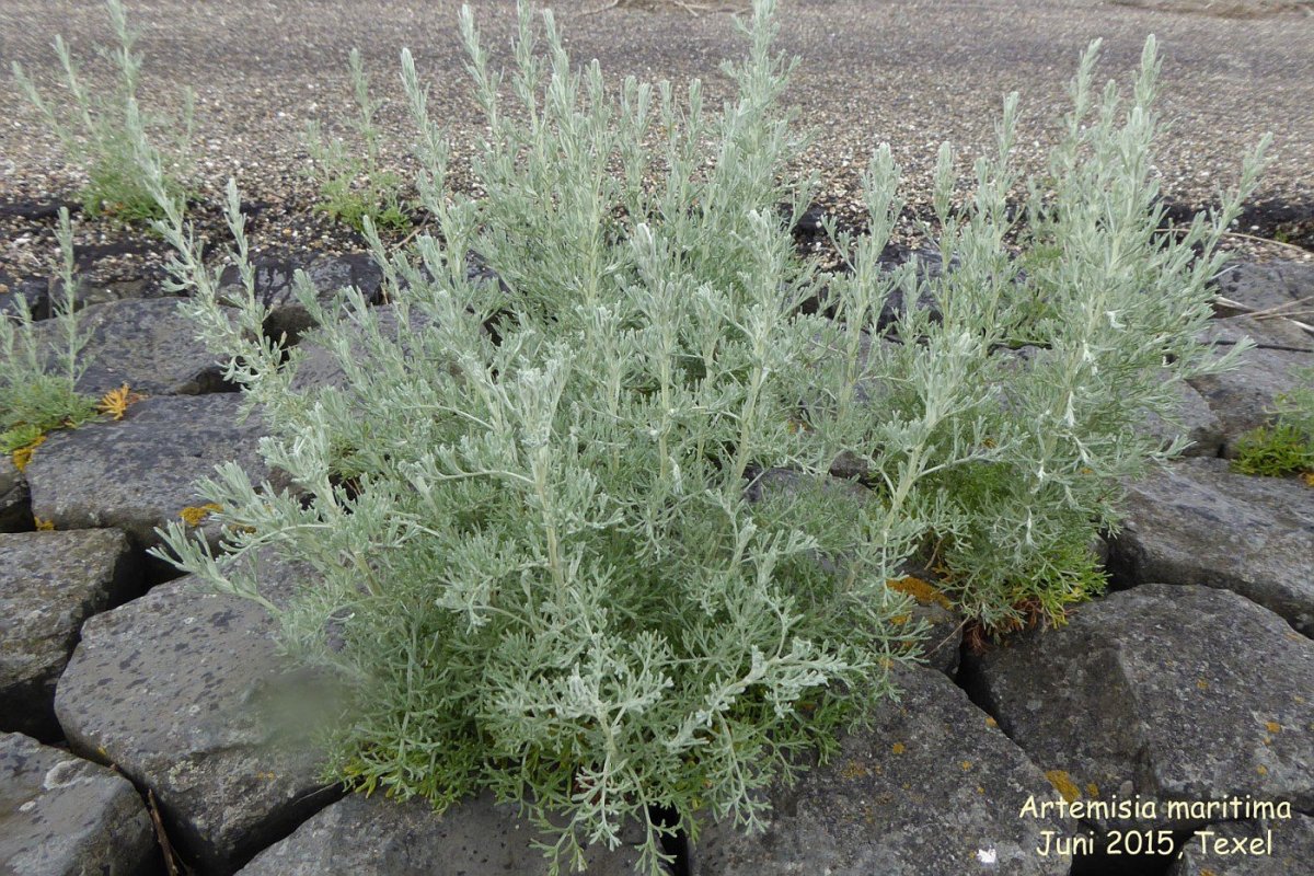 Полынь Artemisia