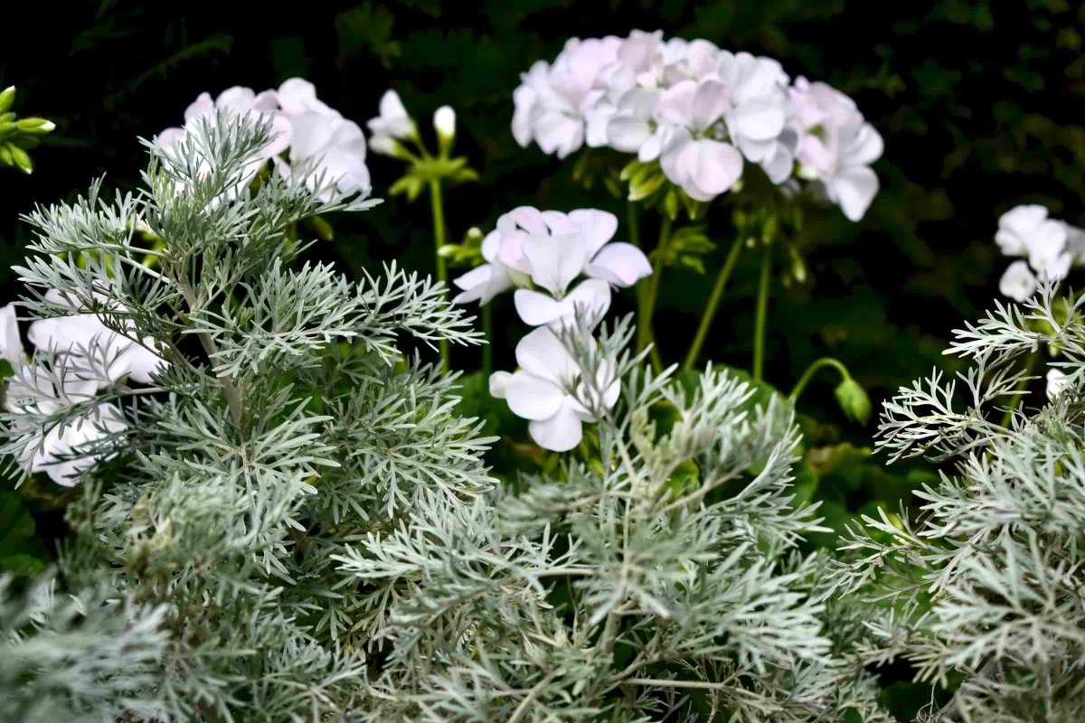 Artemisia arborescens