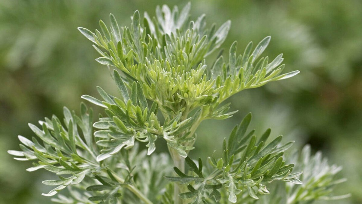 Полынь горькая Artemisia absinthium l.