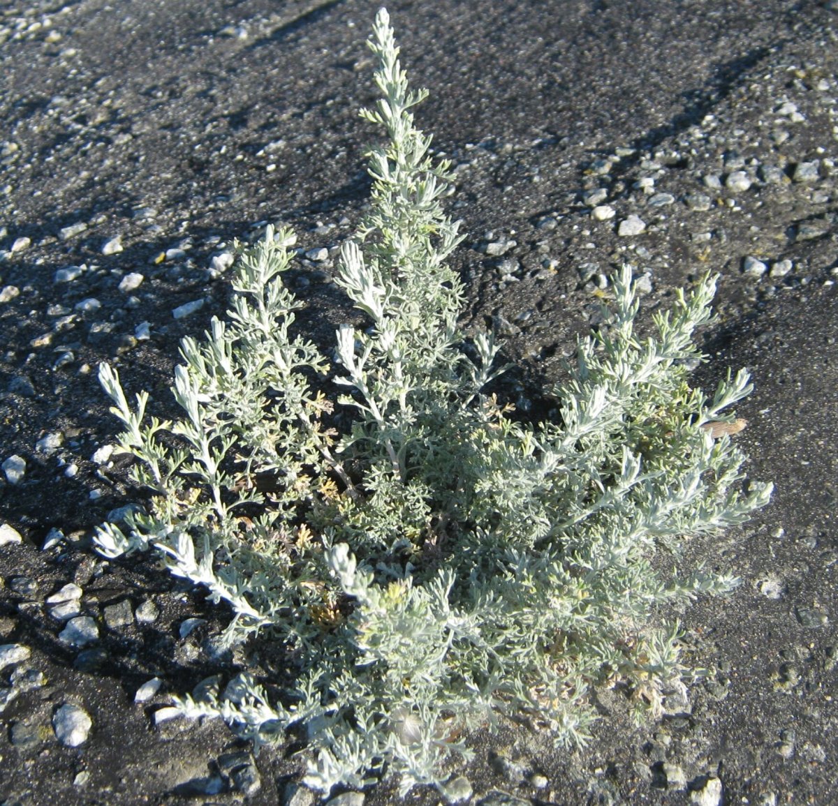 Полынь Artemisia maritima