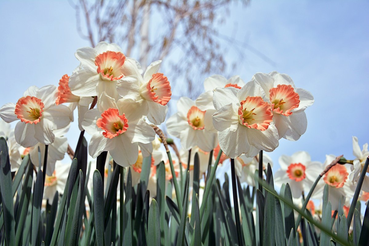 Narcissus Westward