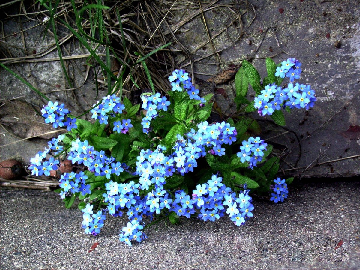 Незабудка Альпийская (Myosotis alpestris)