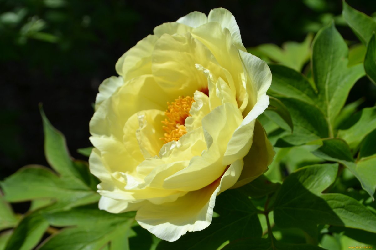 Пион Yellow Crown
