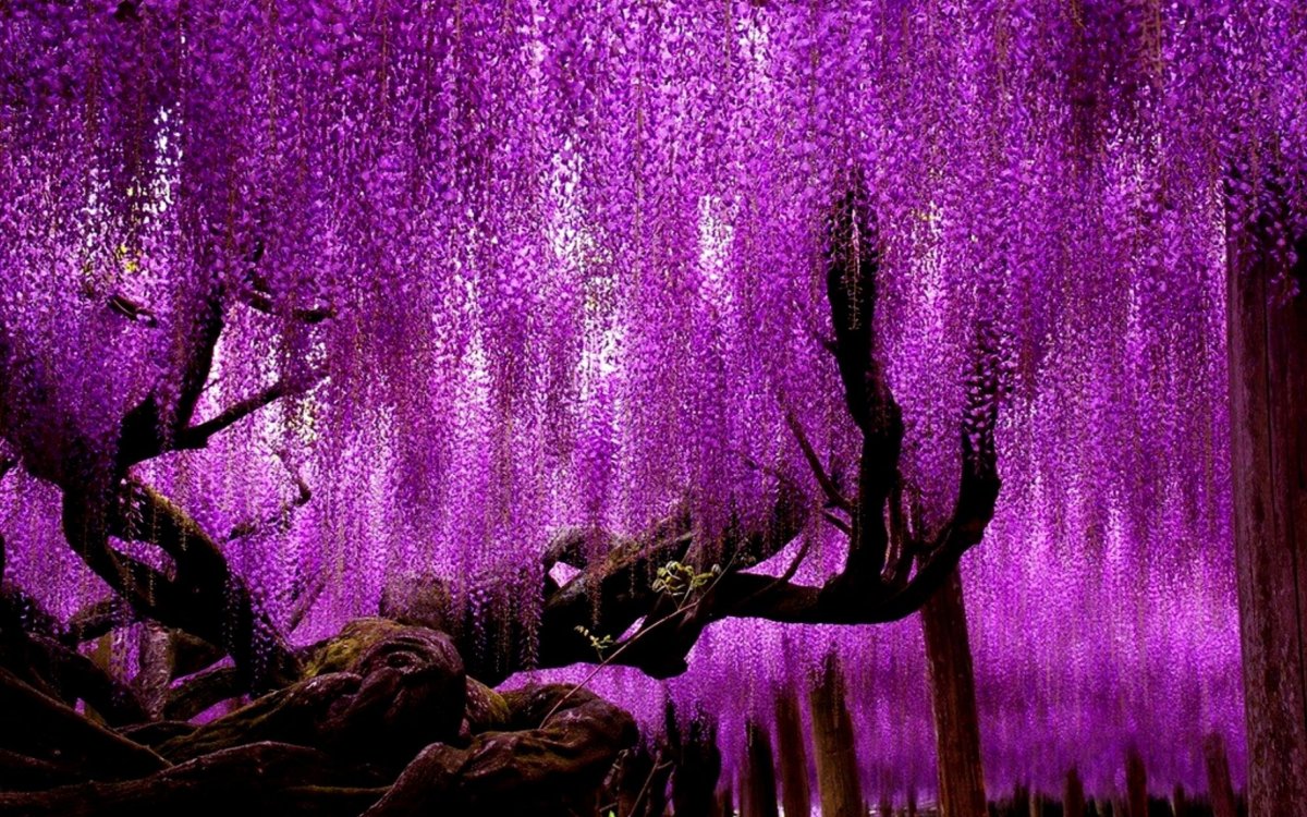 Фиолетовые китайские цветы