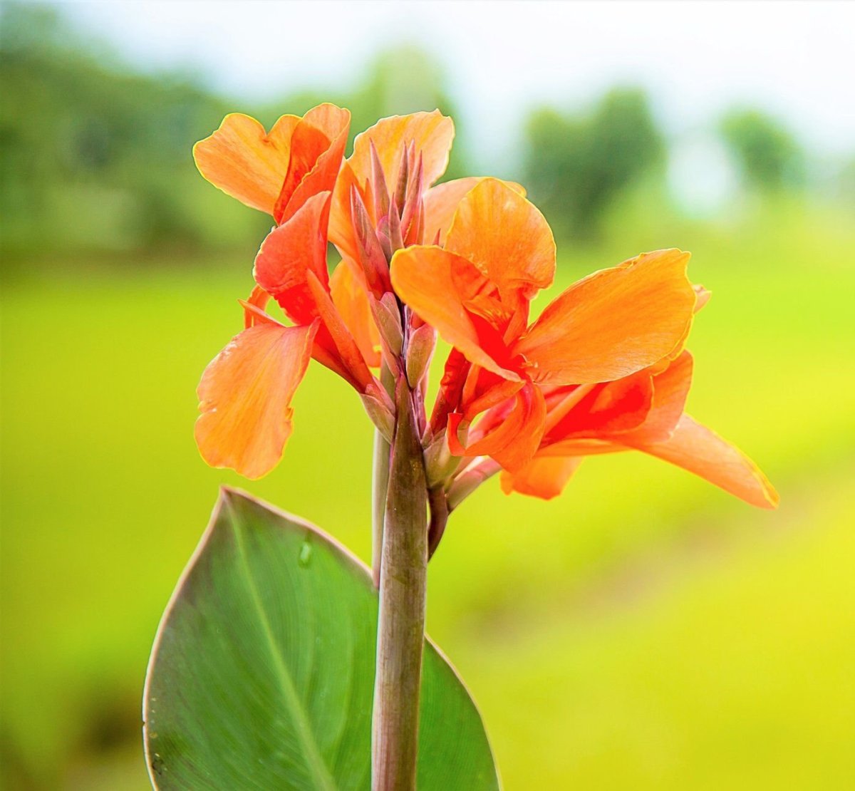 Оранжевая Канна – Orange canna