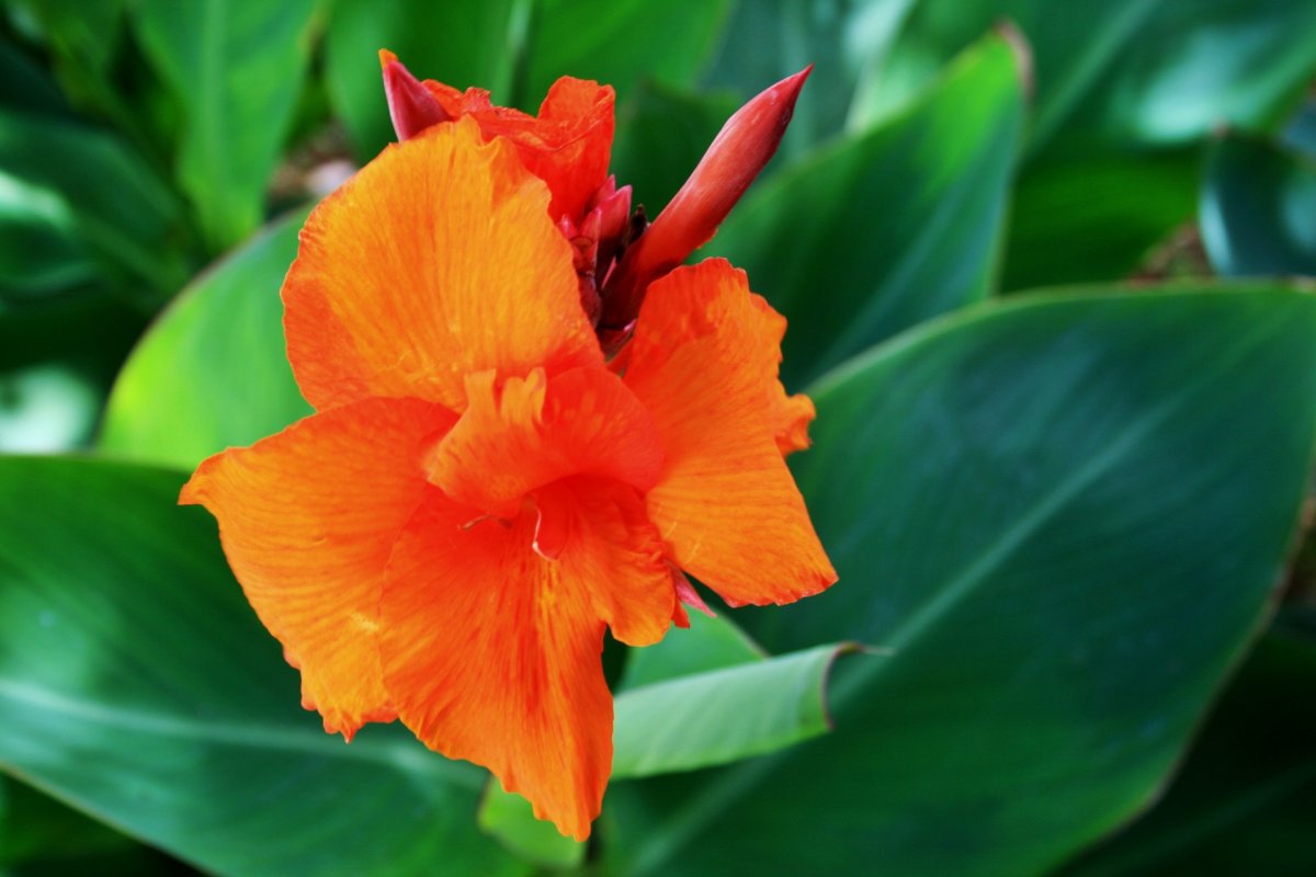 Оранжевая Канна – Orange canna