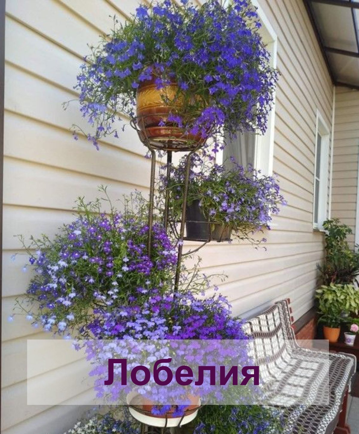 Лобелия ампельная в ландшафте