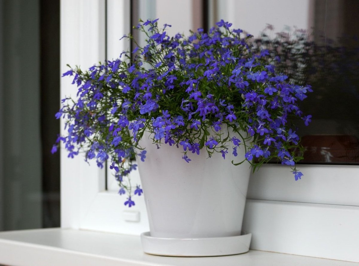 Лобелия Anabel Brilliant Blue