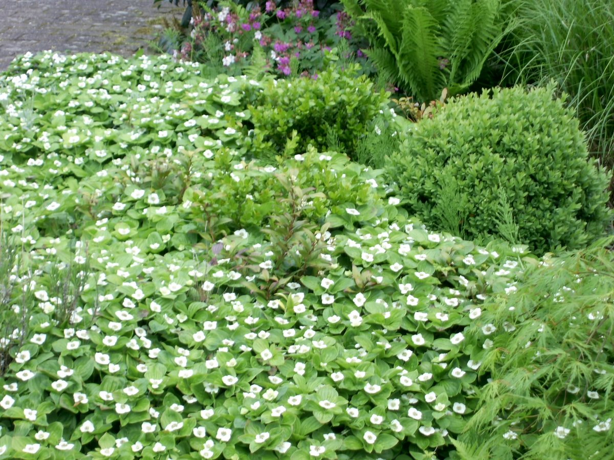 Cornus canadensis дерен канадский