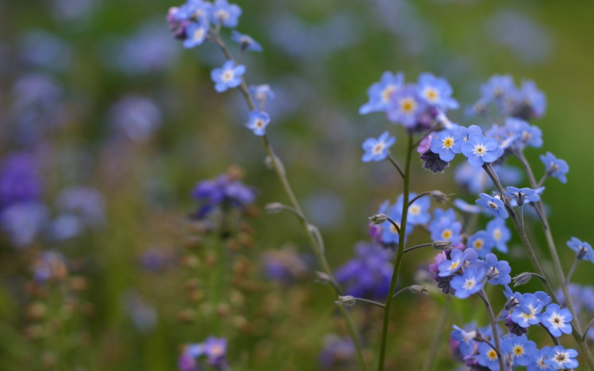 Незабудка Полевая (Myosotis arvensis)