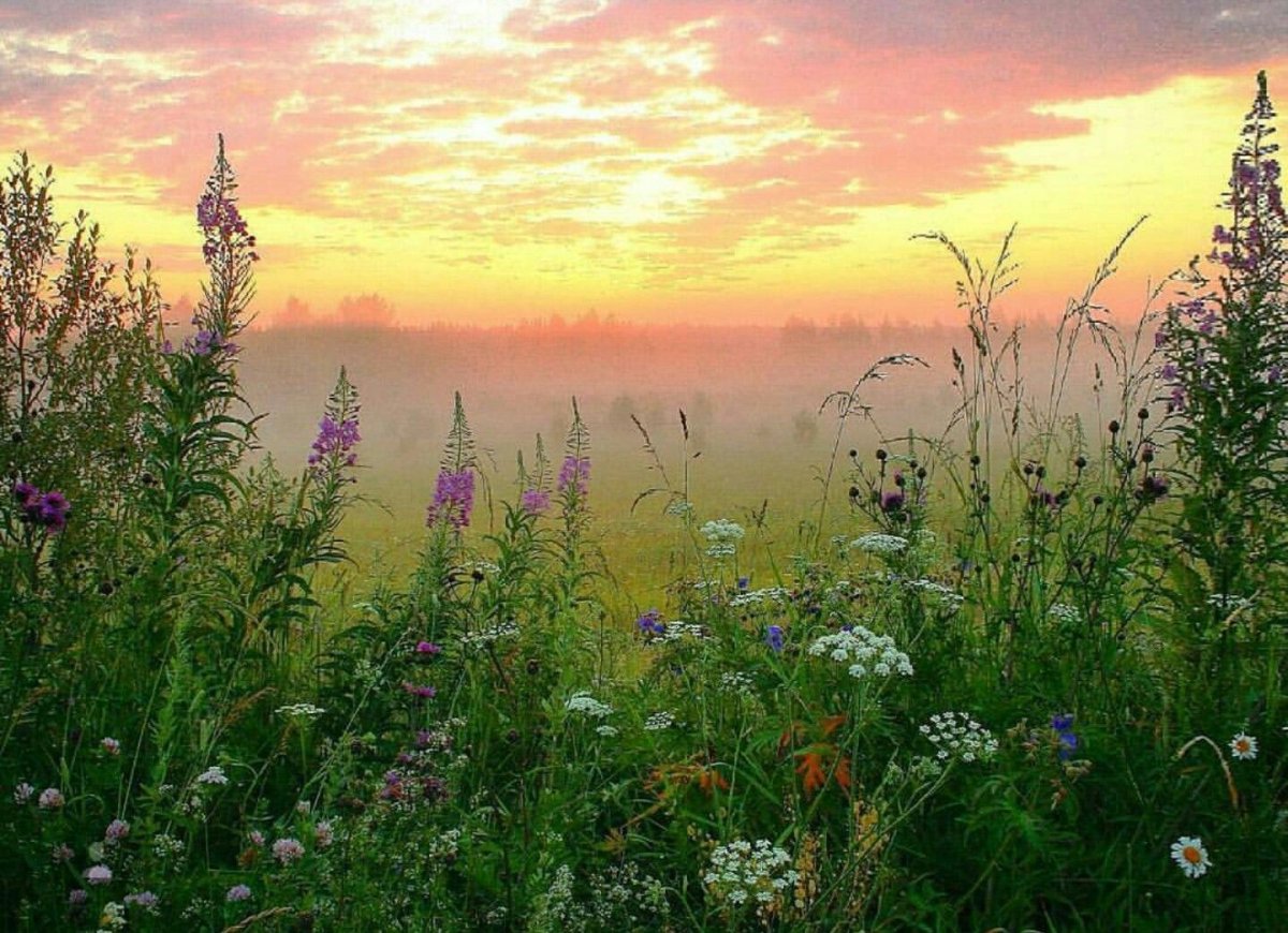 Луговые цветы на рассвете