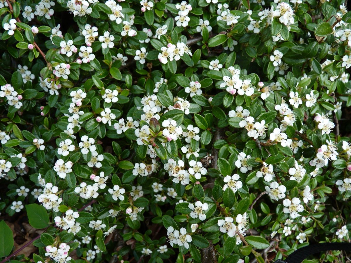 Кизильник Даммера куст