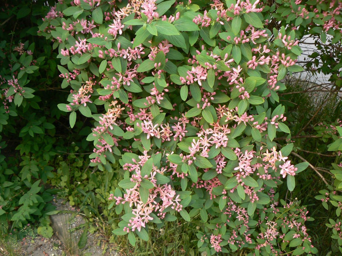 Lonicera tatarica жимолость Татарская