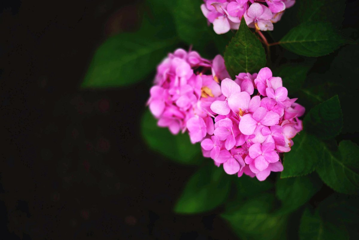Hyp a Pink цветы