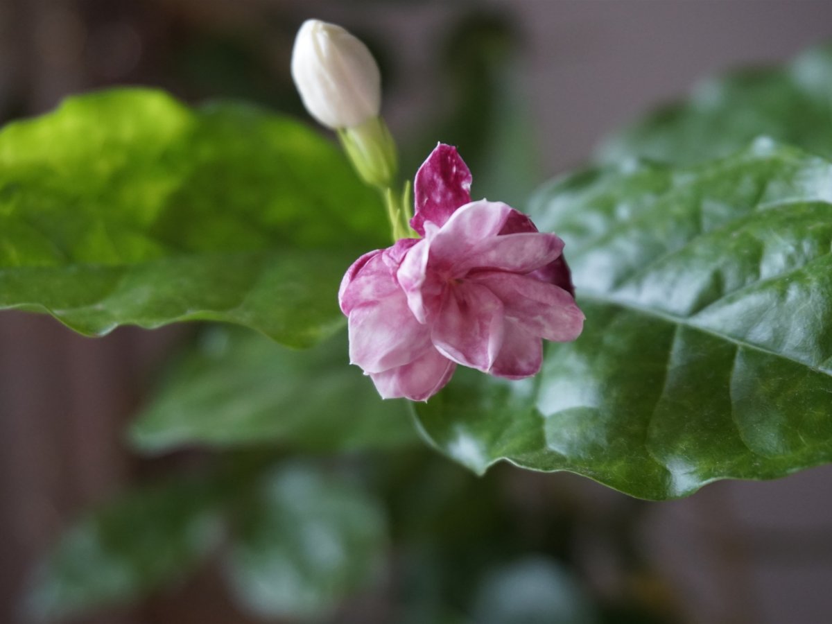 Jasmine Pink Flower