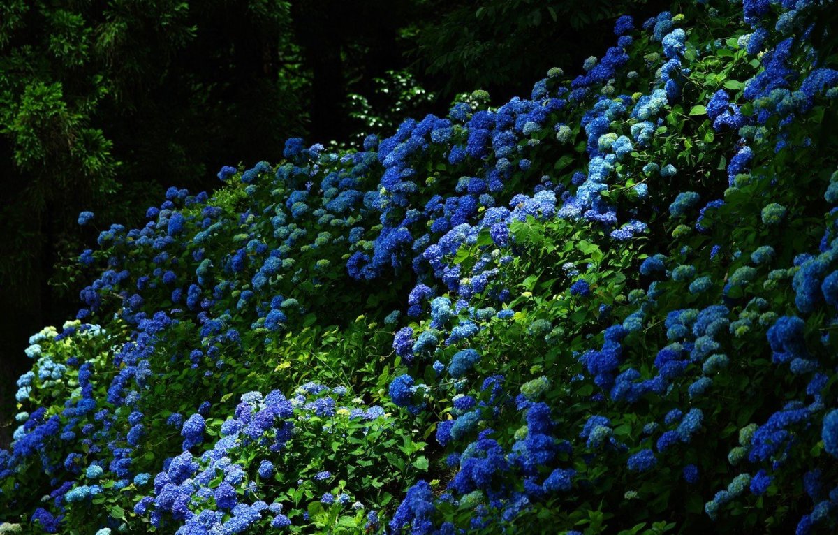 Голубые кустовые цветы