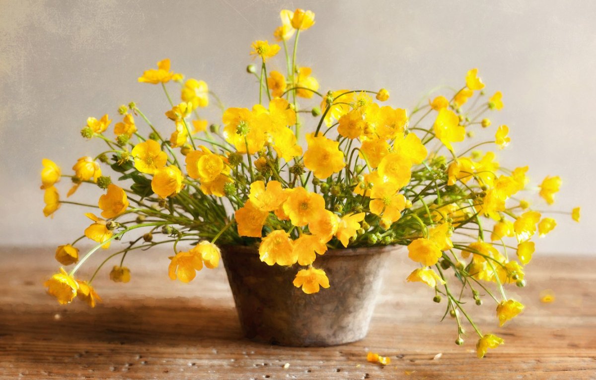 Желтые цветы в кашпо