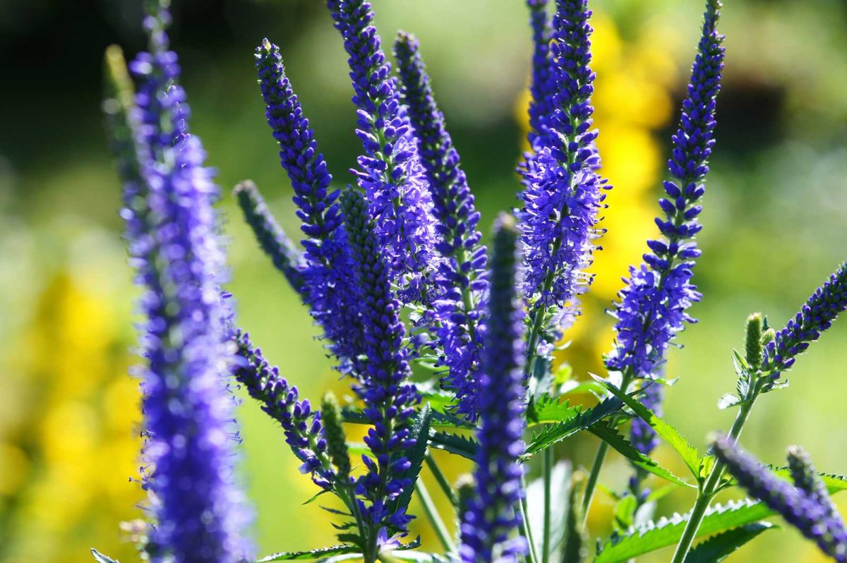Вероника колосковая (Veronica spicata )