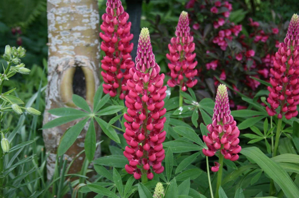 Люпин(лат. Lupinus),