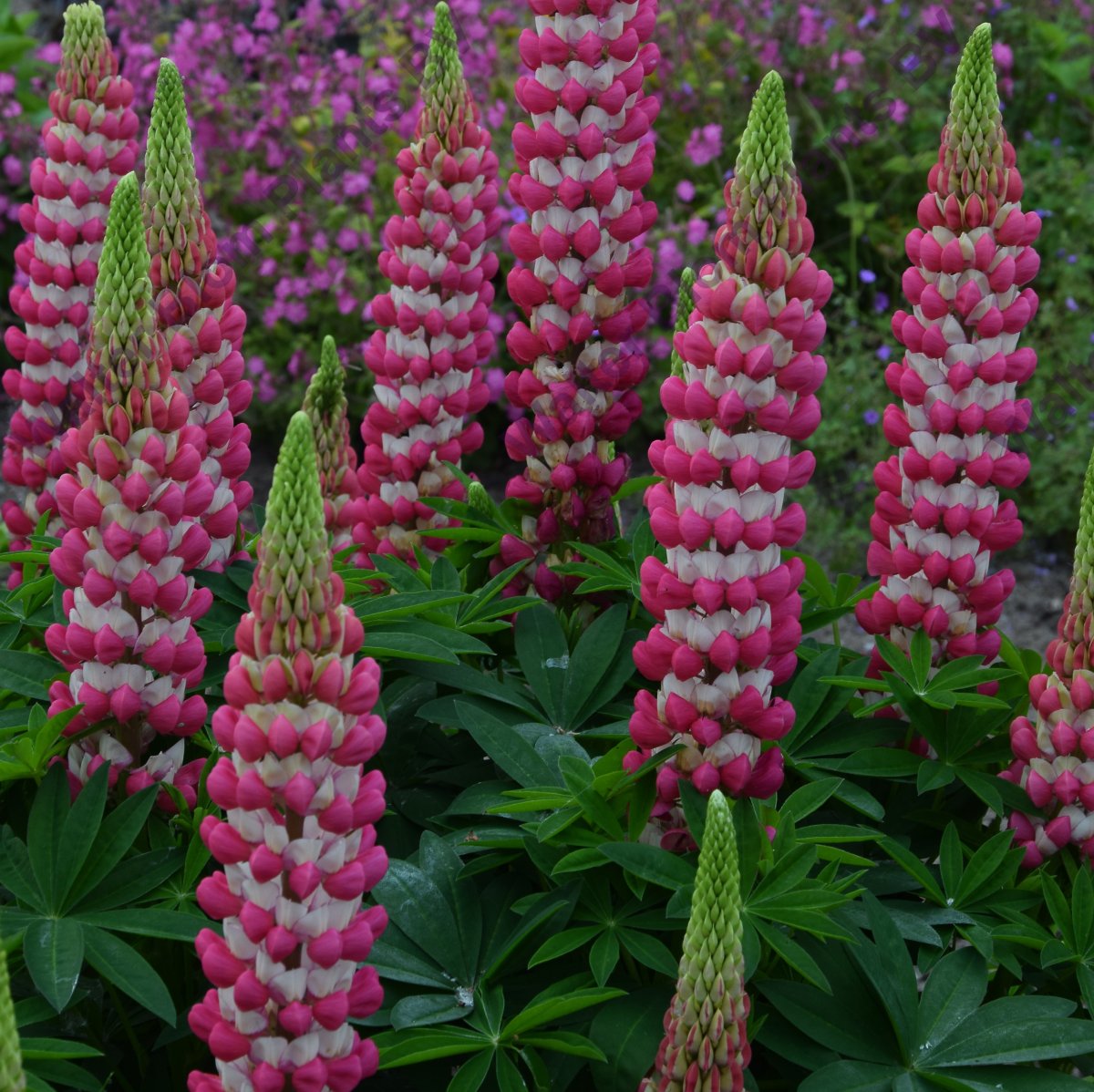 Lupinus Hybrids-Люпин Rachel de Thame