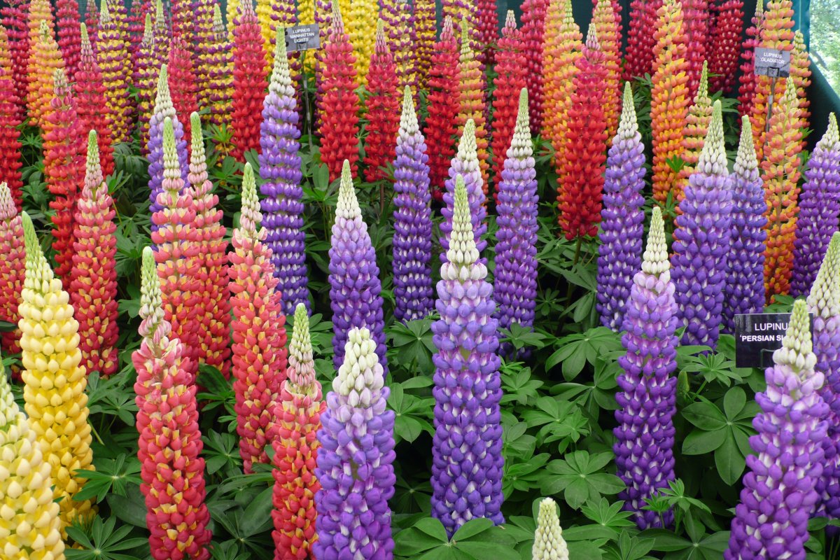 Люпин Lupinus Persian Slipper