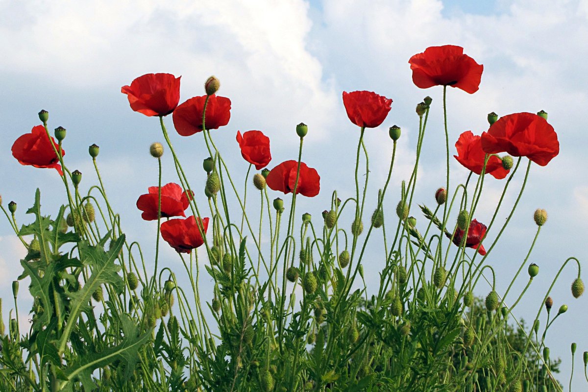 Мак самосейка Papaver rhoeas l. Seeds