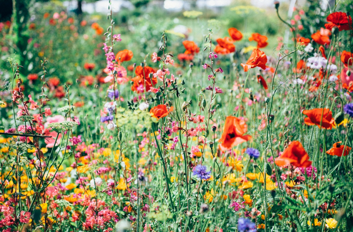 Wild Flowers pics