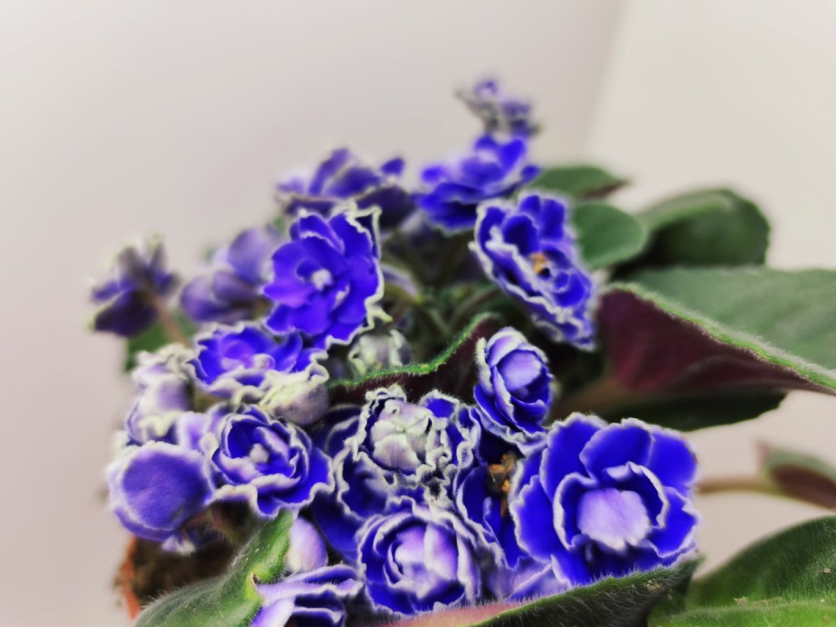 Фиалка Humako Blue
