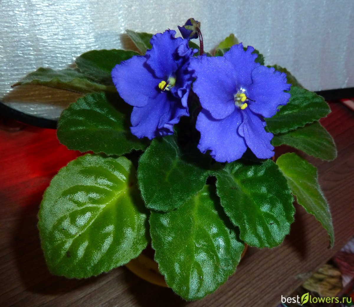 Сенполия Промышленная синяя