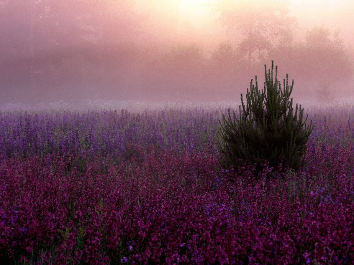Цветок в лесу с фиолетовыми цветами