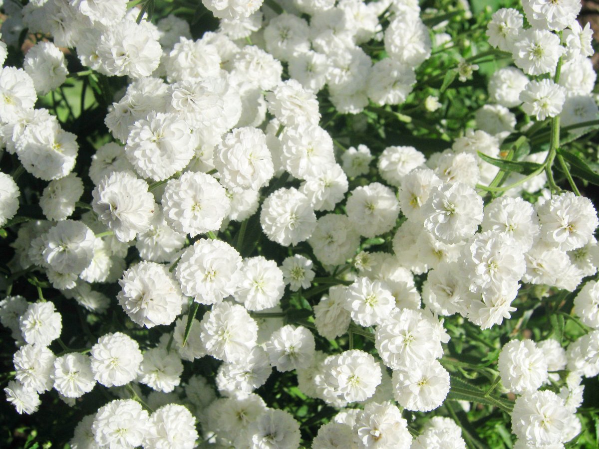 Цветы белого цвета многолетники