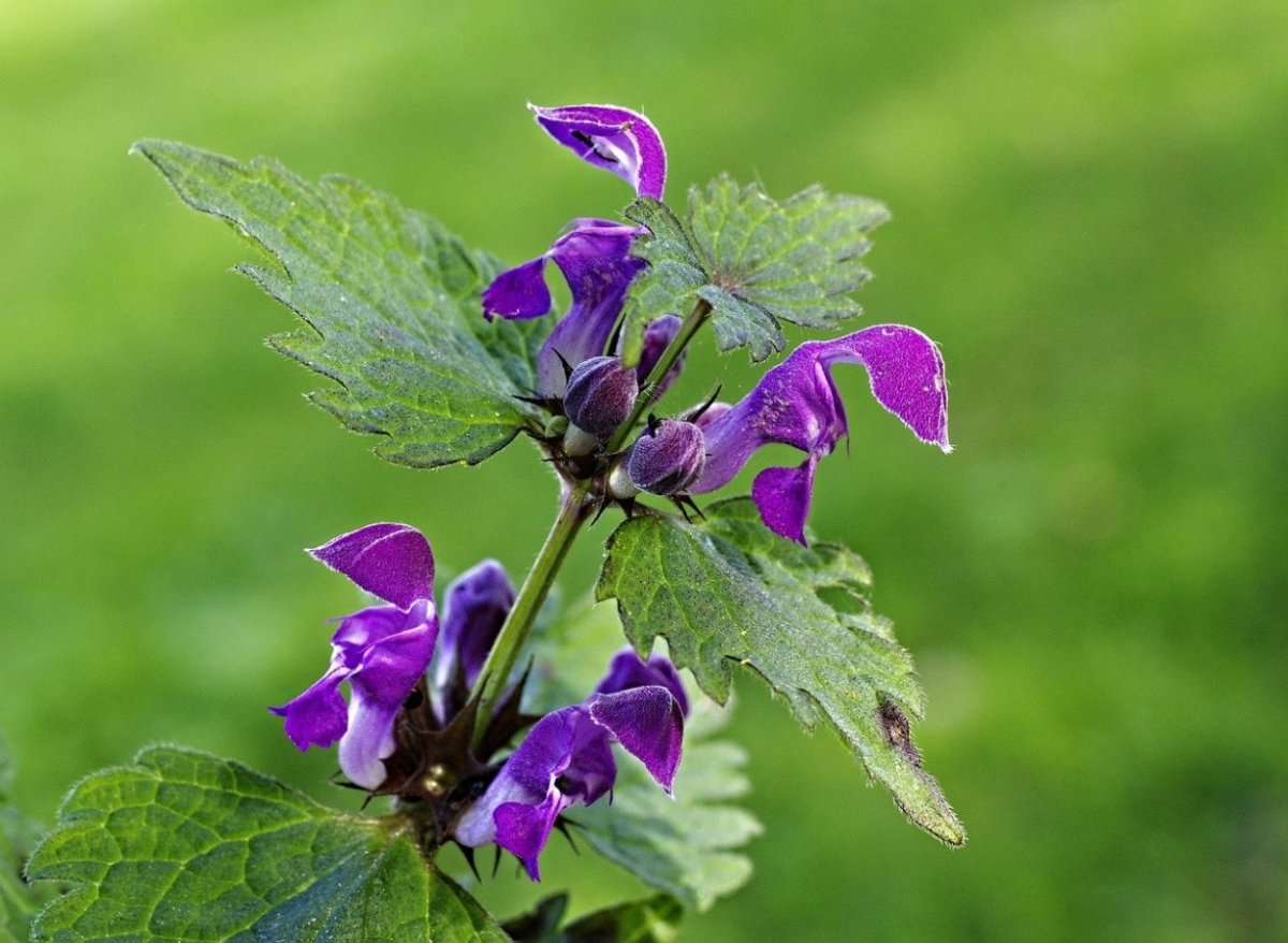 Растение с фиолетовыми цветами сорняк