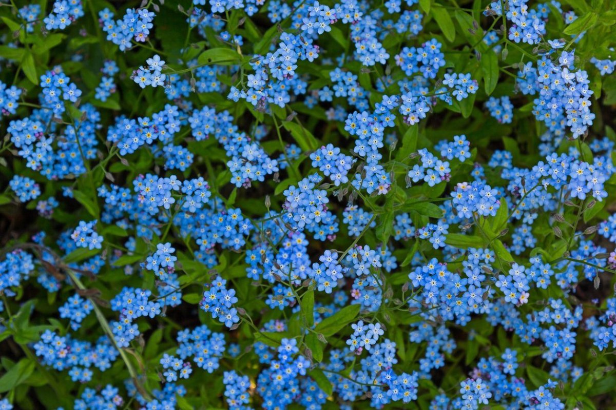 Незабудка Лесная Myosotis sylvatica