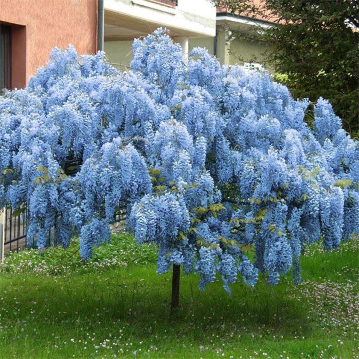 Кустовые синие цветы
