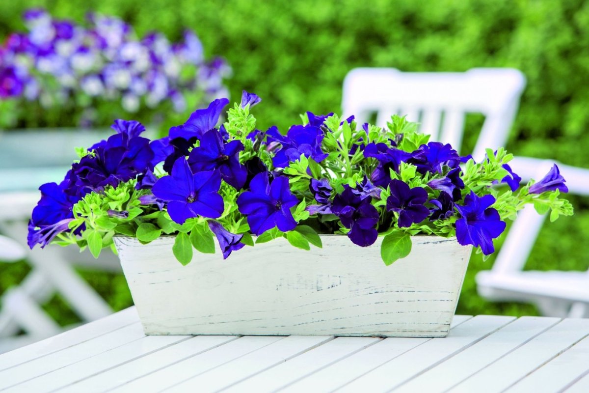 Петуния Surprise Cobalt Blue