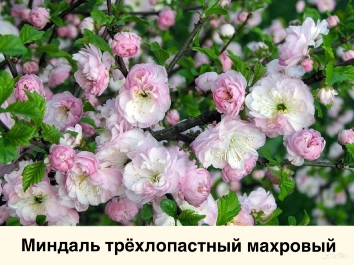 Миндаль луизеания Цзилинская