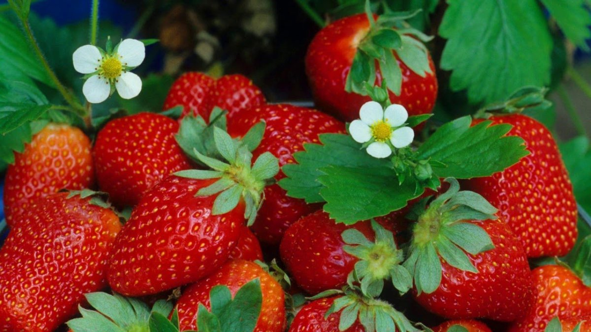 Fragaria ananassa