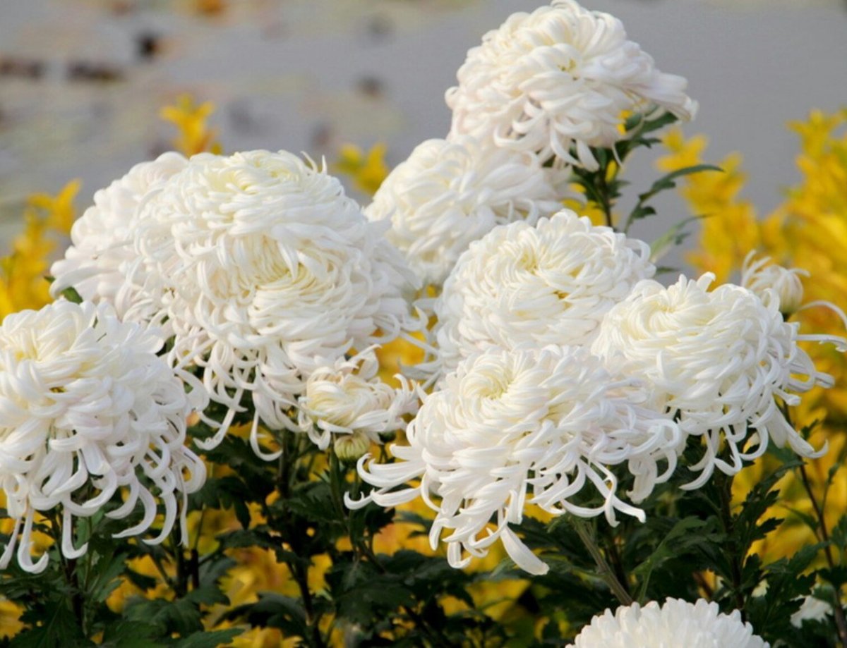 Белые кудрявые цветы