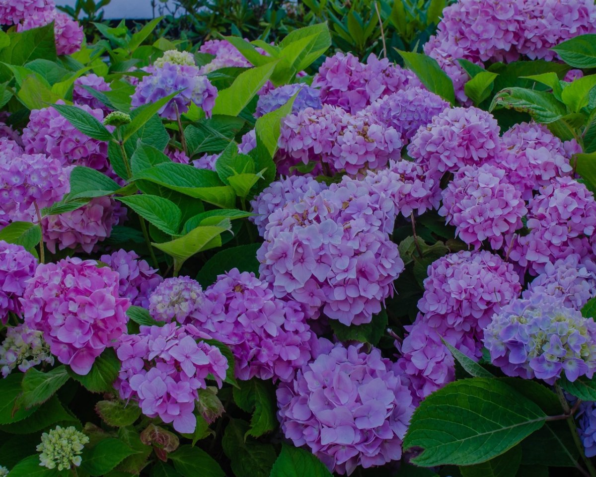 Гортензия куст