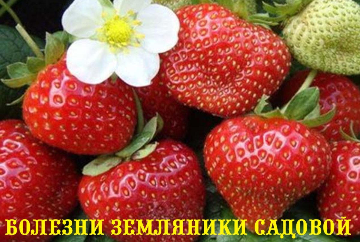 Клубника скрещенная с земляникой