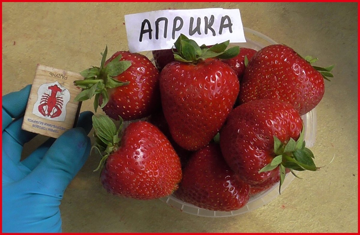 Сорт клубники Априка