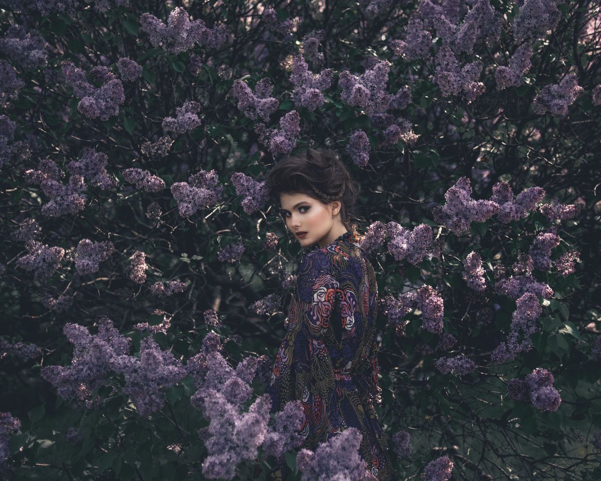 Lilac Dream