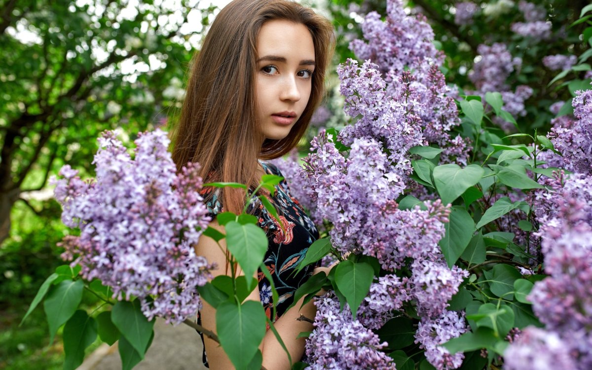 Сирень Аделина