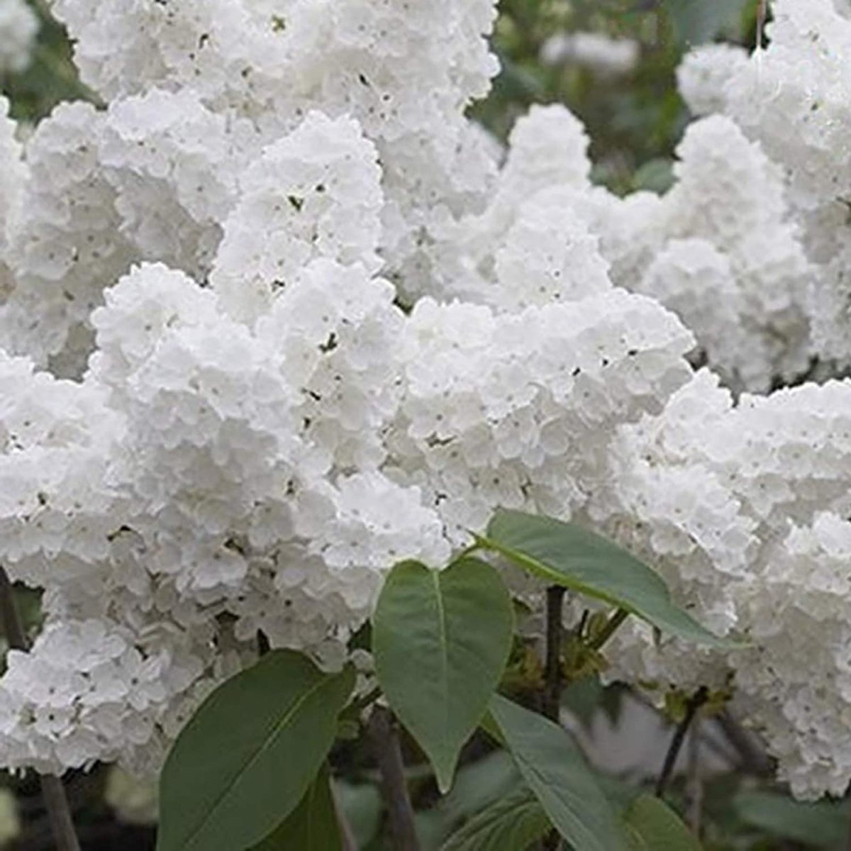 Syringa vulgaris agidel