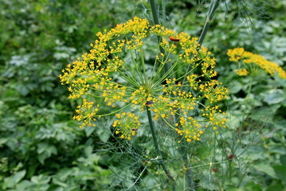 Anethum graveolens