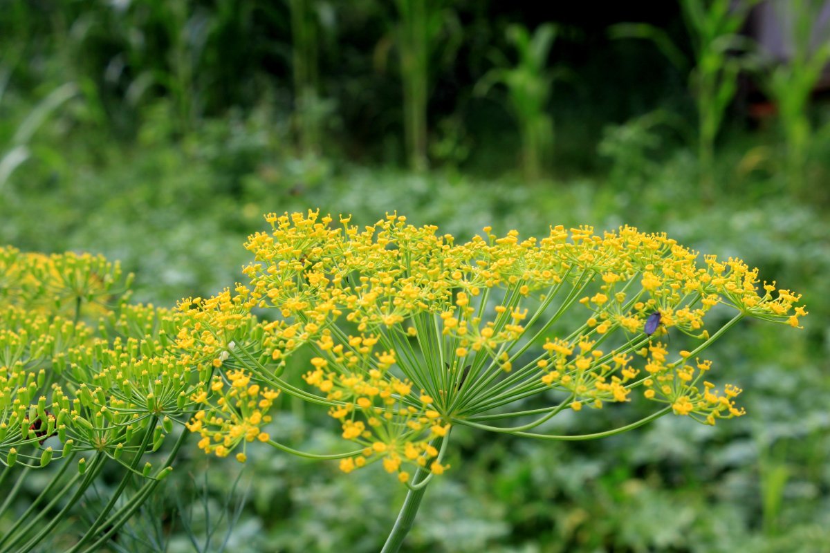 Укроп пахучий - Anethum graveolens